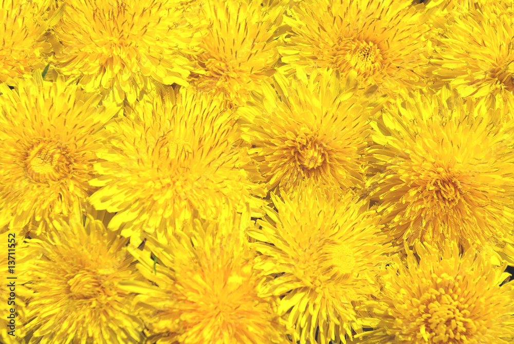 Background from dandelions Background from dandelions