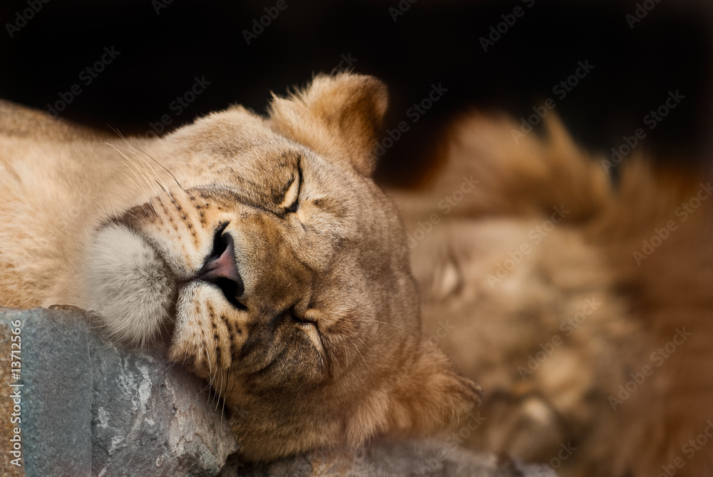 Naklejka premium lion