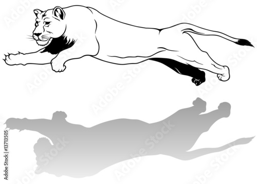 Fototapeta Naklejka Na Ścianę i Meble -  Lioness - black outline illustration