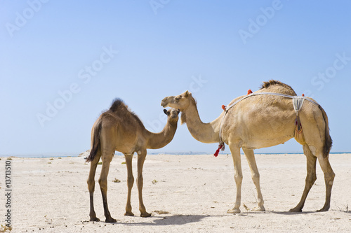 Mother and baby camels