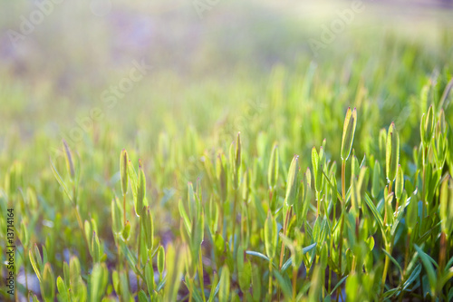 Green grass