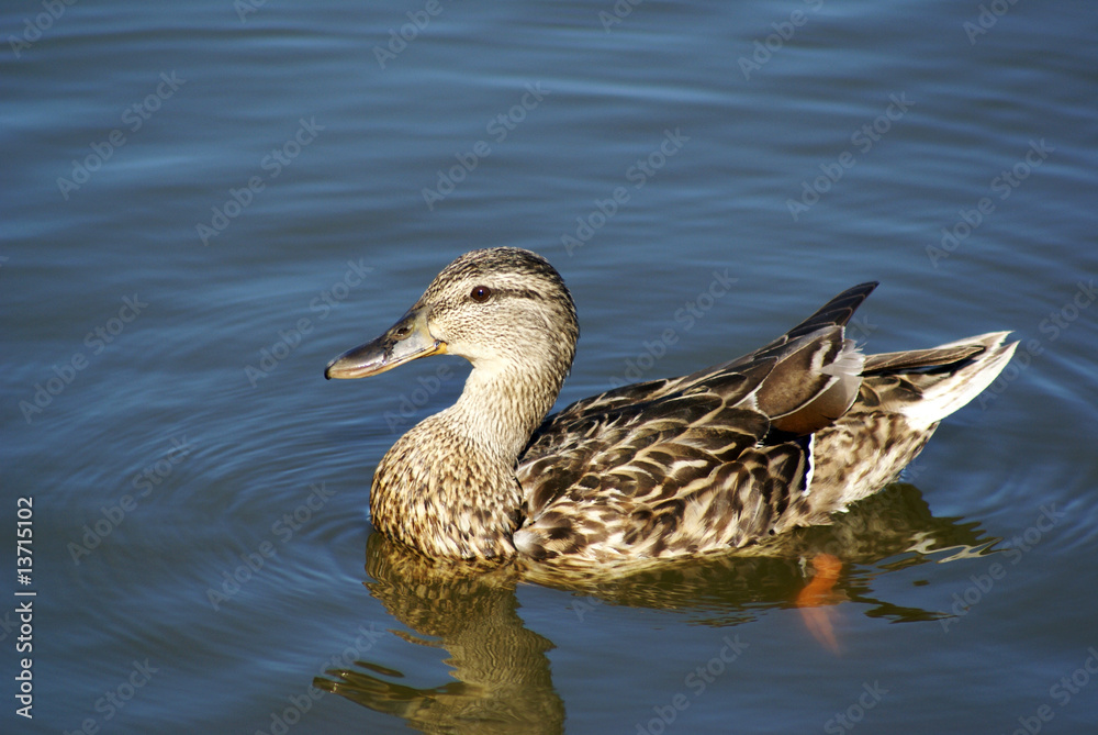 Duck Duck