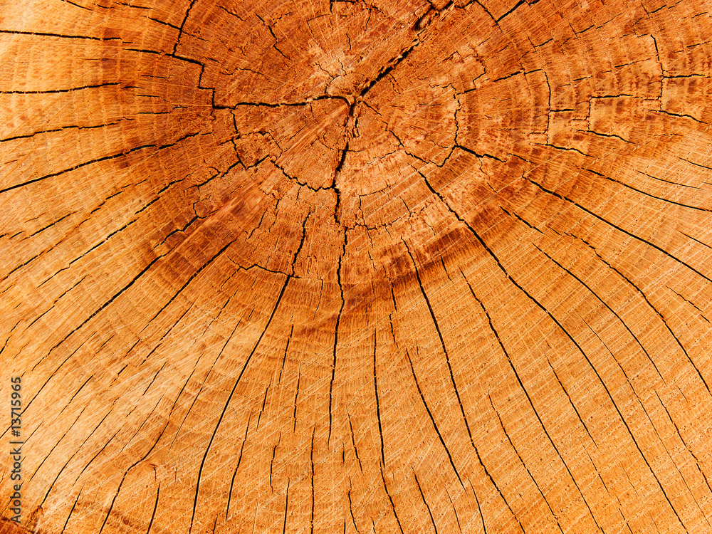 Fototapeta premium Tree an oak old