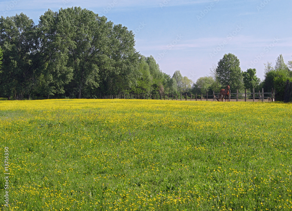 Yellow bloomed springtime meadow