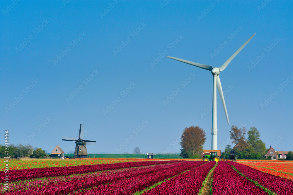 tulips  windmill and wind turbine
