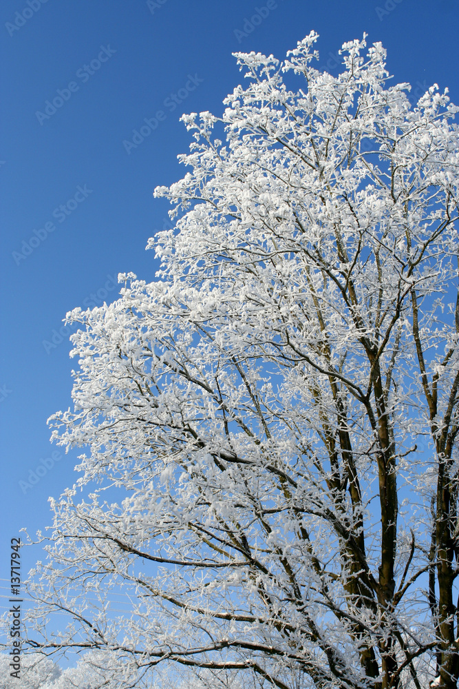 Frost on a tree. A beutiful, winter day.