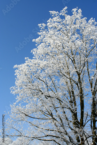 Obraz na płótnie Frost on a tree. A beutiful, winter day. w salonie
