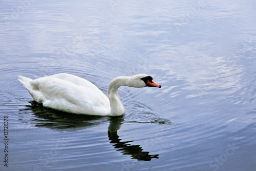 Schwan auf einem See