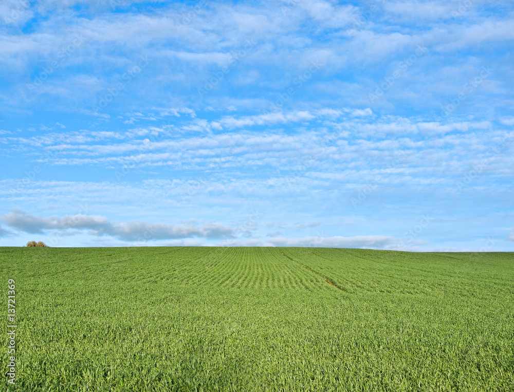 Obraz premium lush green grass