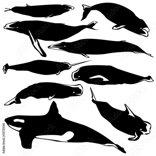 Graceful whales in vector silhouette