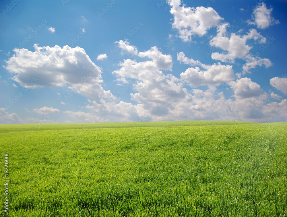 Green field and sky 11