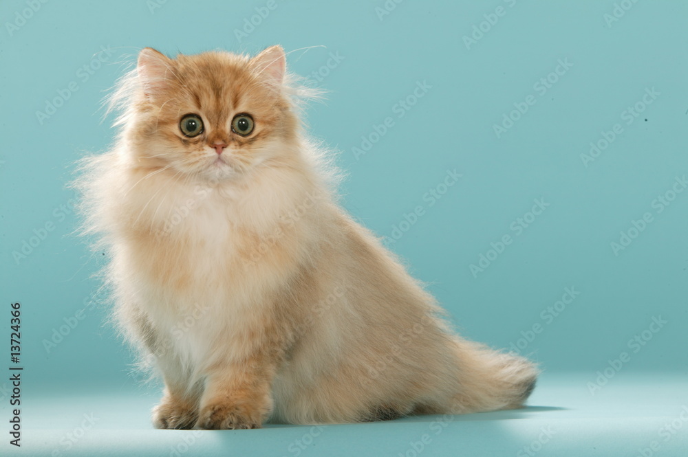 chaton persan roux et blanc sur fond bleu en studio