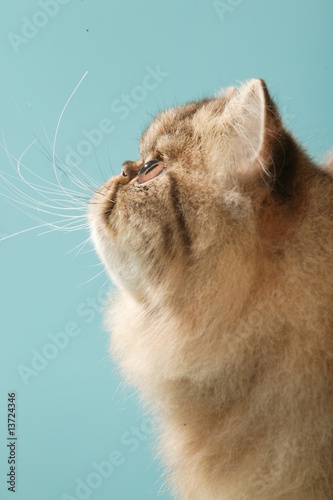 Tete De Chat Persan Tres Type De Profil Regard Vers Le Haut Stock Photo Adobe Stock
