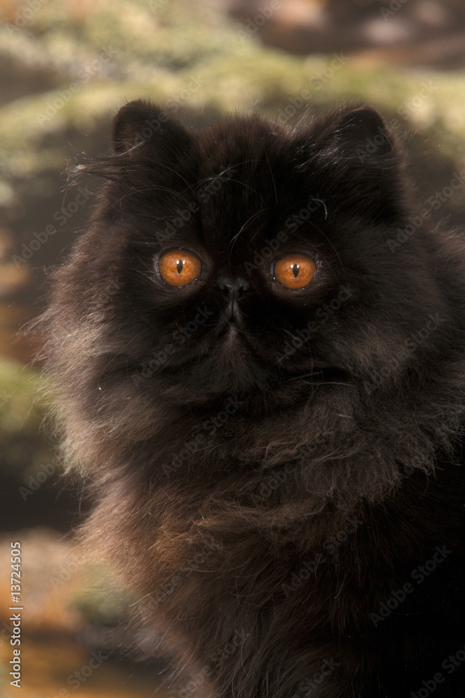 chat persan noir