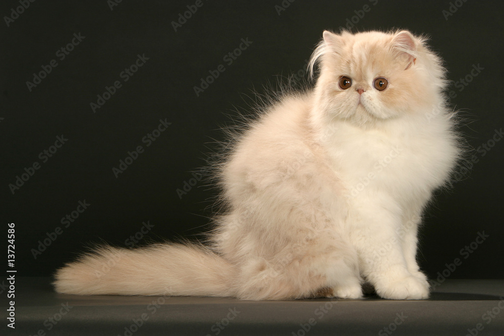 chaton persan en studio sur fond noir de profil assis