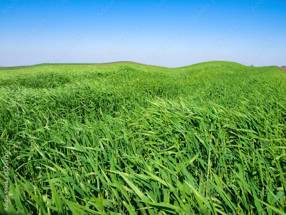 Obraz premium wheat field landscape