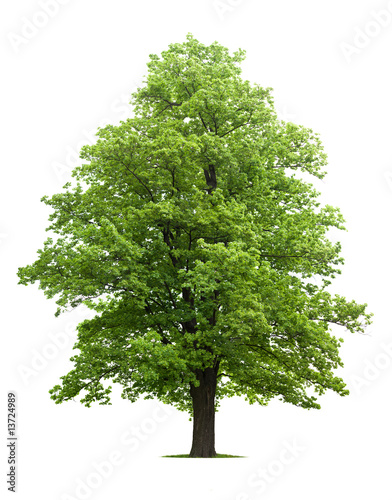 Plakat w ramie Maple Tree
