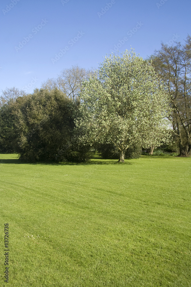 Green grass, blue sky