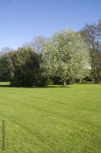 Fototapeta Naklejka Na Ścianę i Meble -  Green grass, blue sky