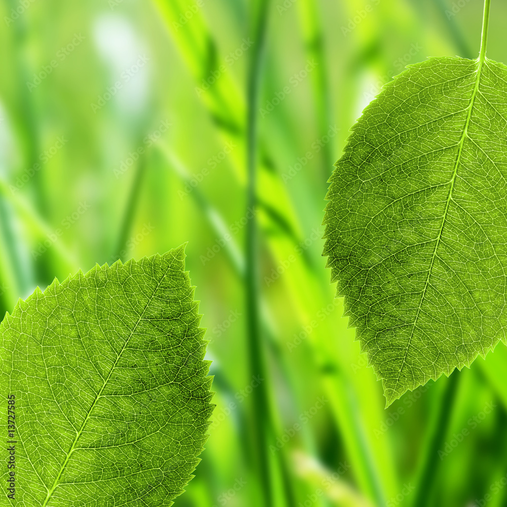 Naklejka premium leaf