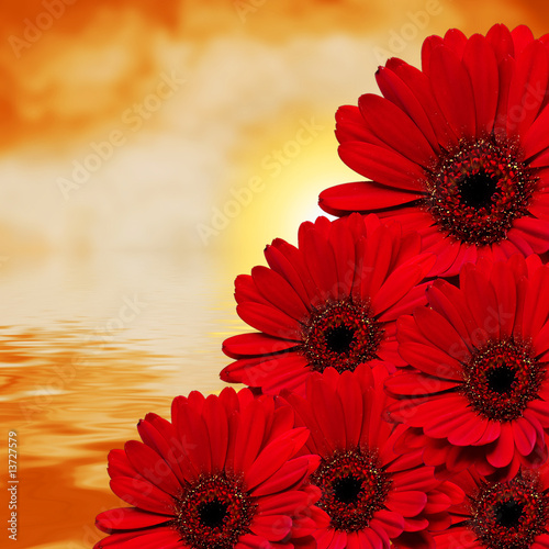 Gerbera flowers against sunset and water