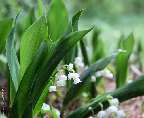 duftende Maigl  ckchen