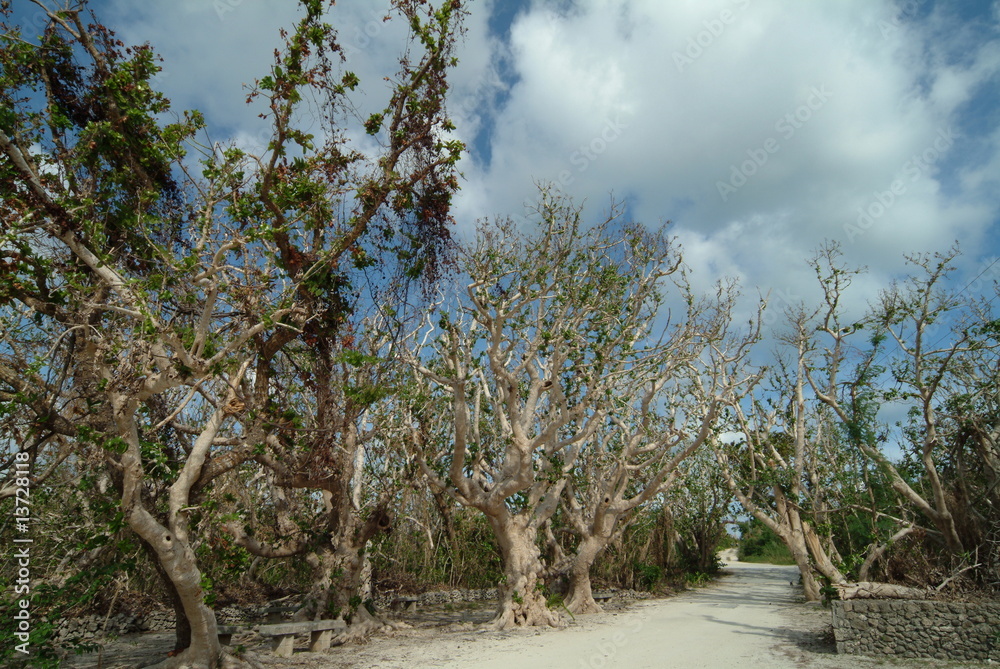 Fototapeta premium island-17