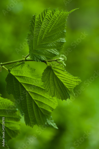 fresh leaves