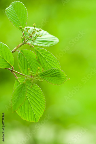 fresh leaves