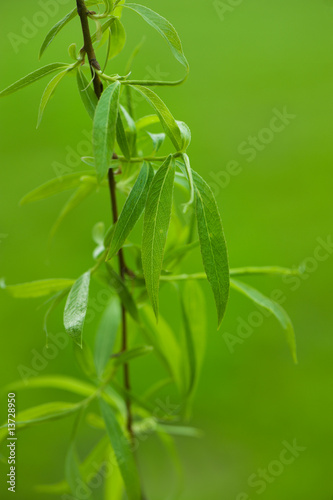 fresh leaves