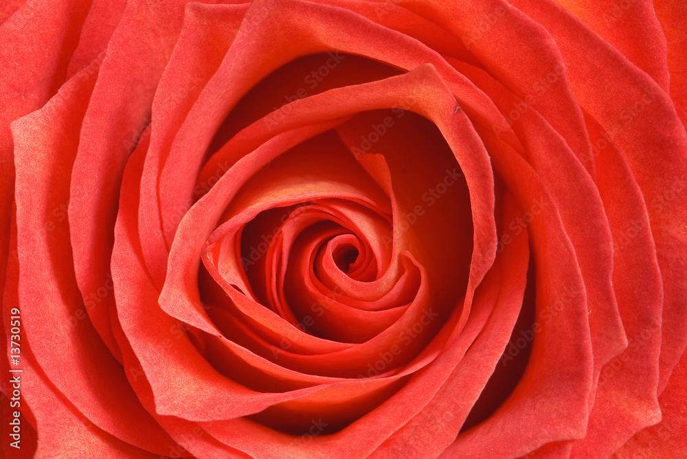 Naklejka premium rose