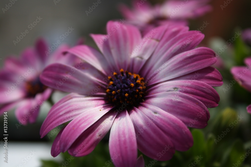 Fototapeta premium Fiore bianco e rosa
