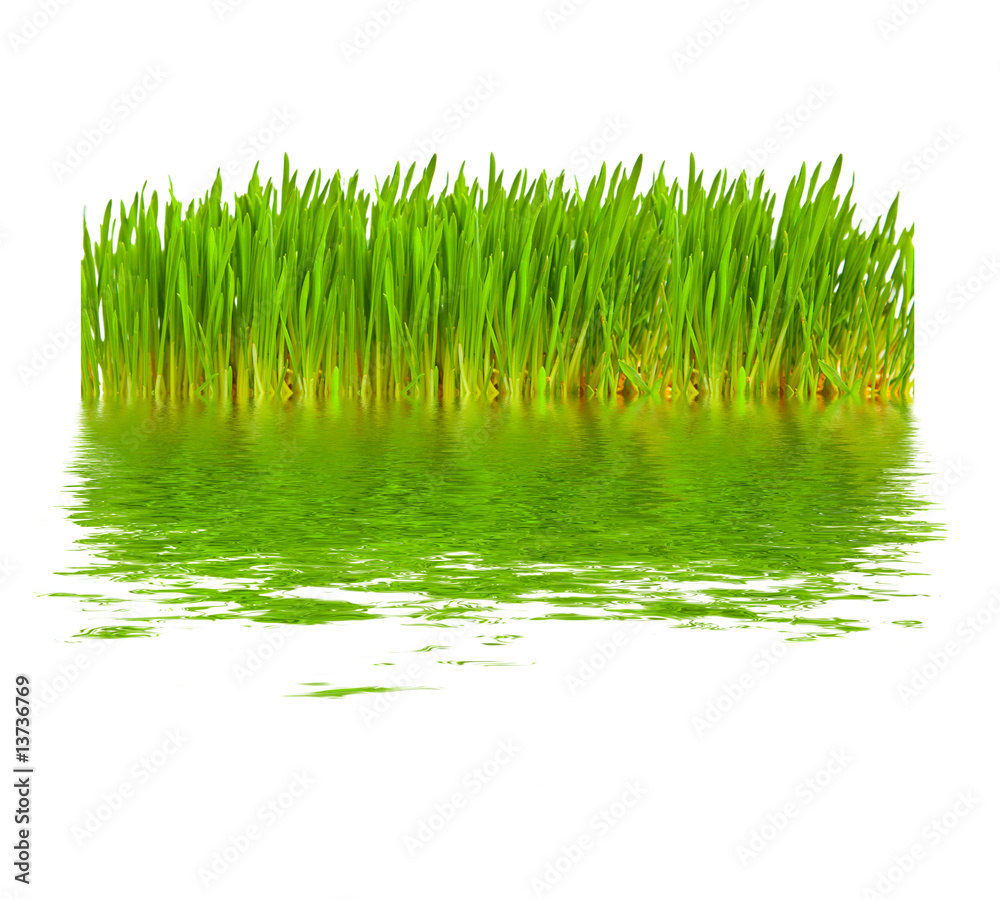 Obraz premium Green grass in water