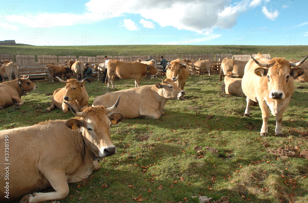 vache vache