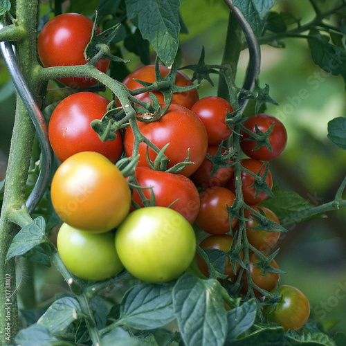 Strauchtomate