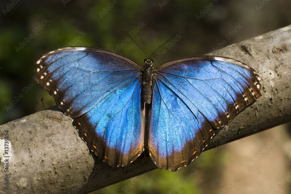 Obraz premium farfalla blu