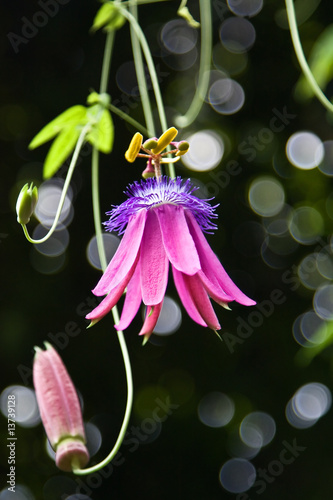 Passifloraceae photo