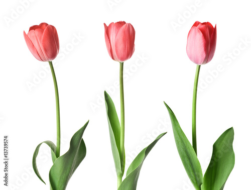 Three red tulips