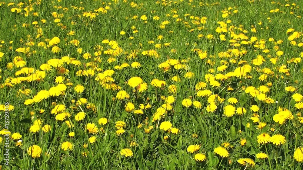 wiese mit löwenzahn