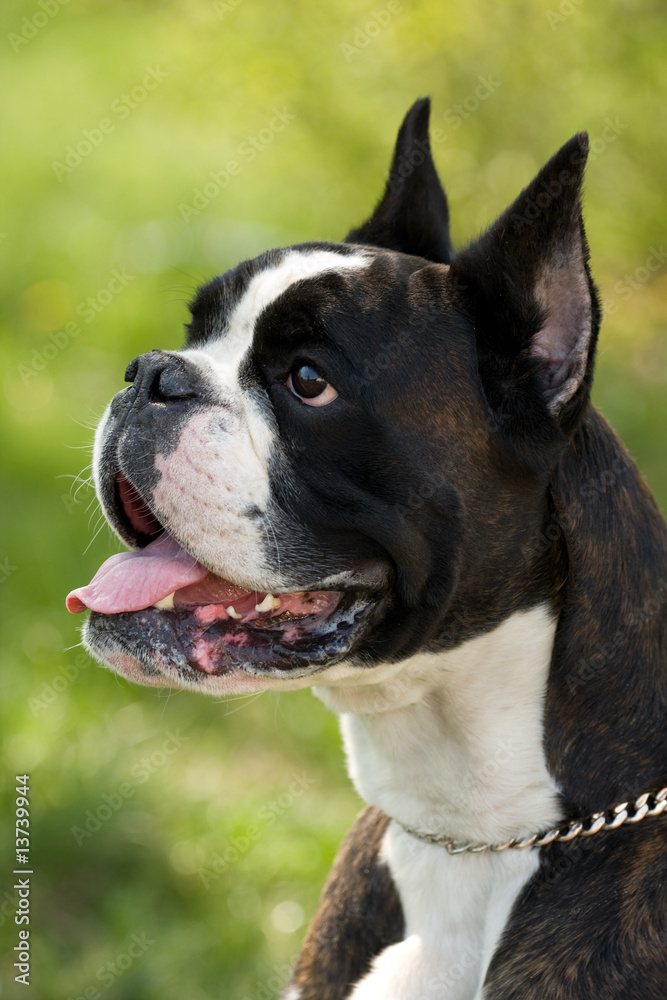 Portrait of bulldog