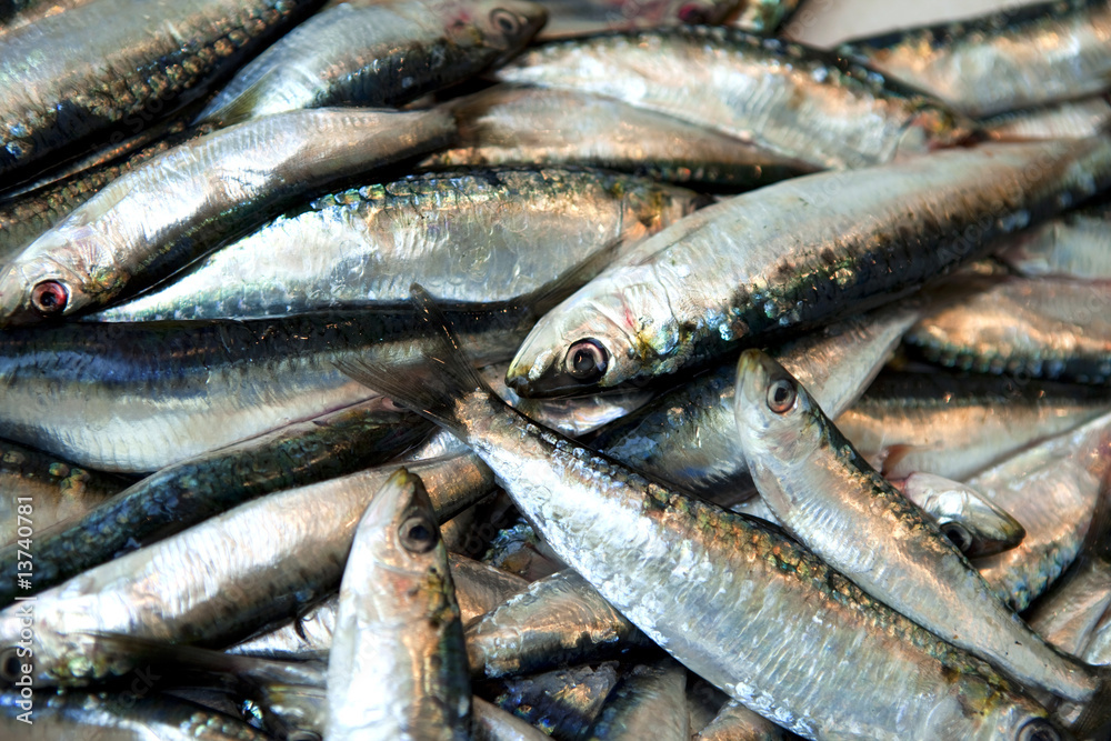 sardines sardines