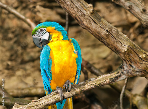 Yellow and blue Ara on the tree