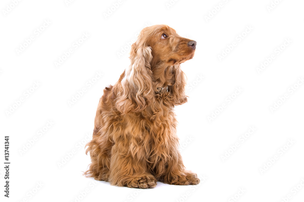 Cocker spaniel isolated on a white background