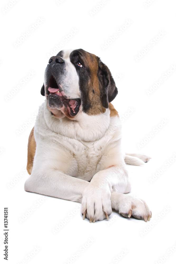 Dog  Saint Bernard isolated on a white background