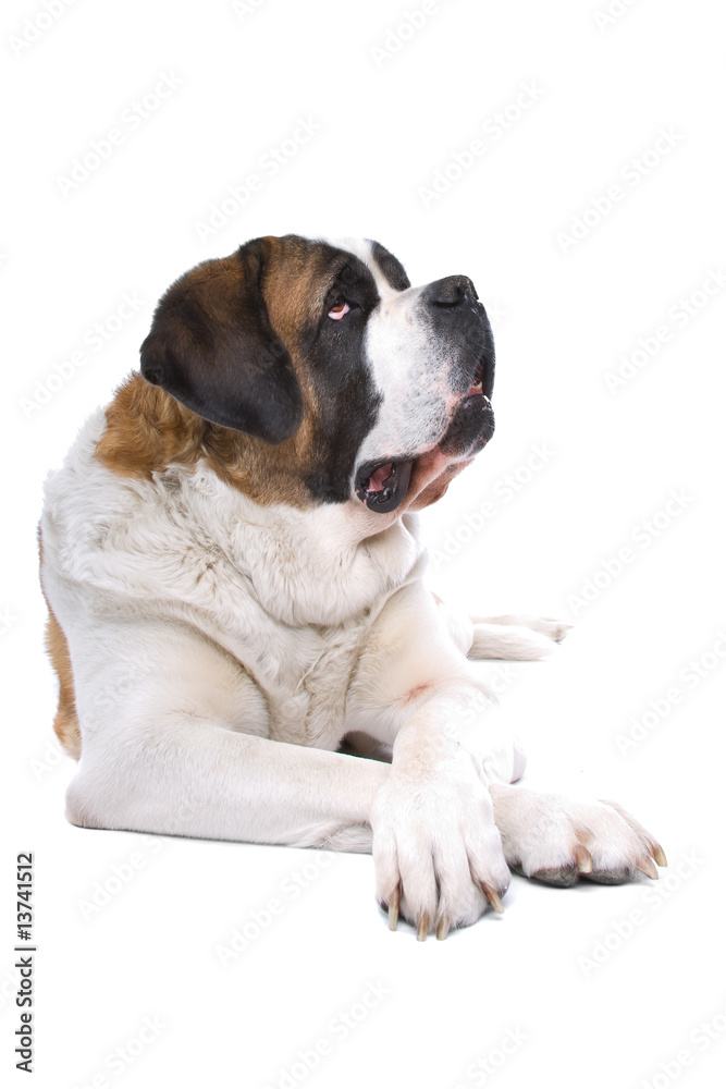 Dog Saint Bernard isolated on a white background Dog Saint Bernard isolated on a white background