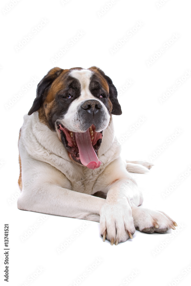 Dog Saint Bernard isolated on a white background Dog Saint Bernard isolated on a white background