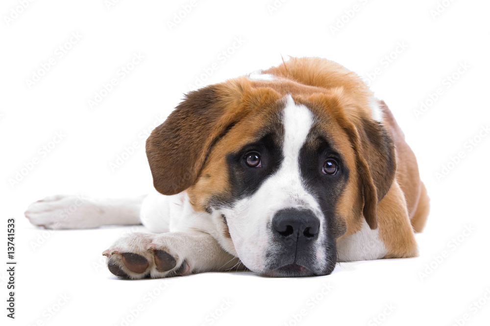 One year old Saint Bernard dog isolated on a white background One year old Saint Bernard dog isolated on a white background