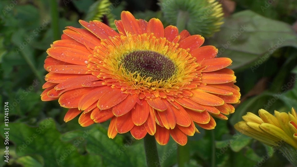 flor