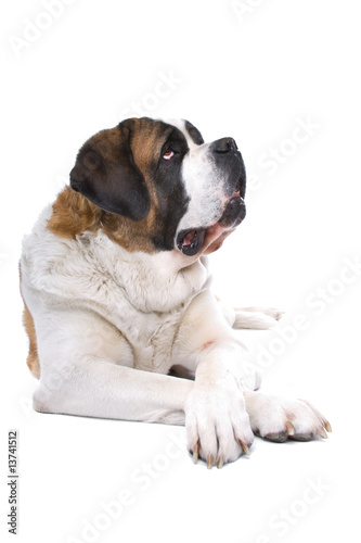 Dog Saint Bernard isolated on a white background