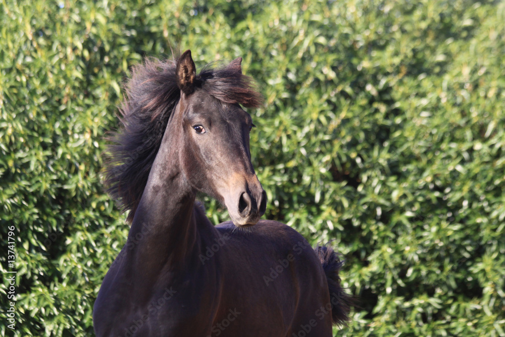 Fototapeta premium fohlen in action